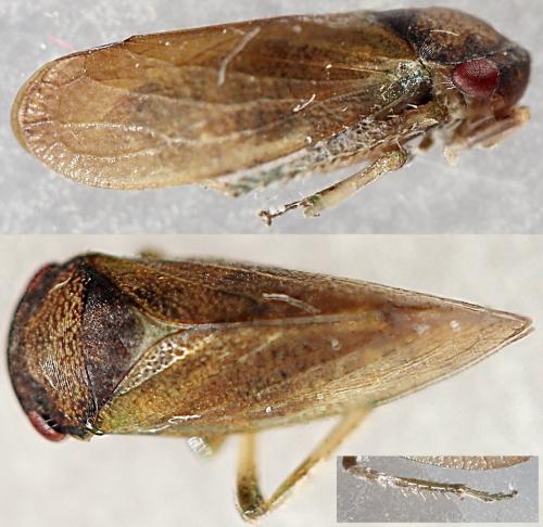 Iassus lanio